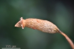 Leskea polycarpa