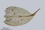 Leskea polycarpa