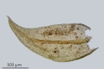 Leskea polycarpa