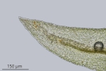 Leskea polycarpa
