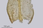 Leskea polycarpa
