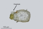 Leskea polycarpa