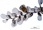 Cololejeunea angustiflora