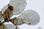 Cololejeunea angustiflora