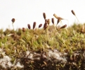 Seligeria calycina