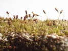 Seligeria calycina