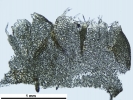 Schistochilopsis incisa