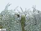 Schistochilopsis incisa