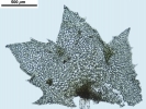 Schistochilopsis incisa