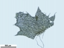 Schistochilopsis incisa