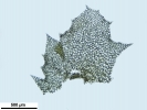 Schistochilopsis incisa