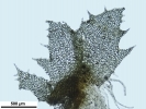 Schistochilopsis incisa