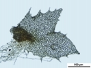 Schistochilopsis incisa