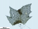 Schistochilopsis incisa