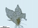 Schistochilopsis incisa