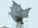 Schistochilopsis incisa