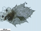 Schistochilopsis incisa
