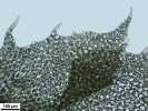 Schistochilopsis incisa