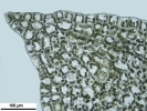 Schistochilopsis incisa