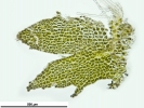 Schistochilopsis incisa
