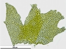 Schistochilopsis incisa