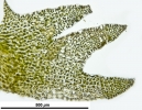 Schistochilopsis incisa