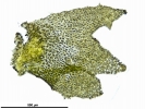Schistochilopsis incisa
