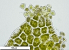 Schistochilopsis incisa