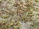 Seligeria carniolica