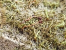 Seligeria carniolica