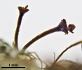 Seligeria carniolica