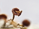 Seligeria carniolica