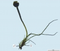 Seligeria carniolica
