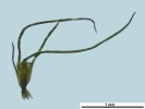 Seligeria carniolica