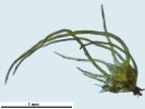 Seligeria carniolica