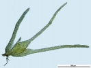 Seligeria carniolica