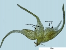 Seligeria carniolica