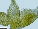 Seligeria carniolica
