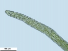 Seligeria carniolica