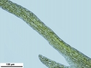 Seligeria carniolica
