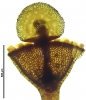 Seligeria carniolica