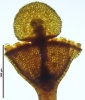 Seligeria carniolica