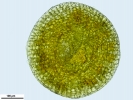 Seligeria carniolica