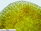 Seligeria carniolica