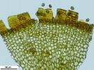 Seligeria carniolica