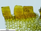 Seligeria carniolica