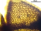 Seligeria carniolica