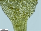 Seligeria carniolica