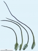 Seligeria carniolica