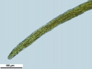 Seligeria carniolica